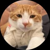 Luffy, a ginger cat
